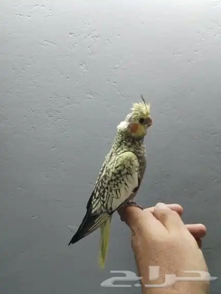 كروان فراشة 3