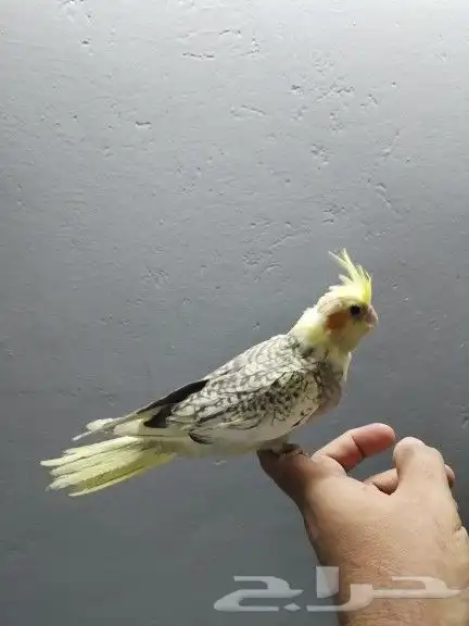 كروان فراشة 0