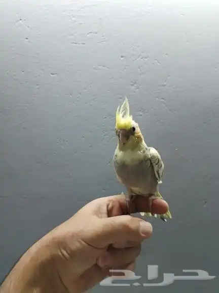 كروان فراشة 1