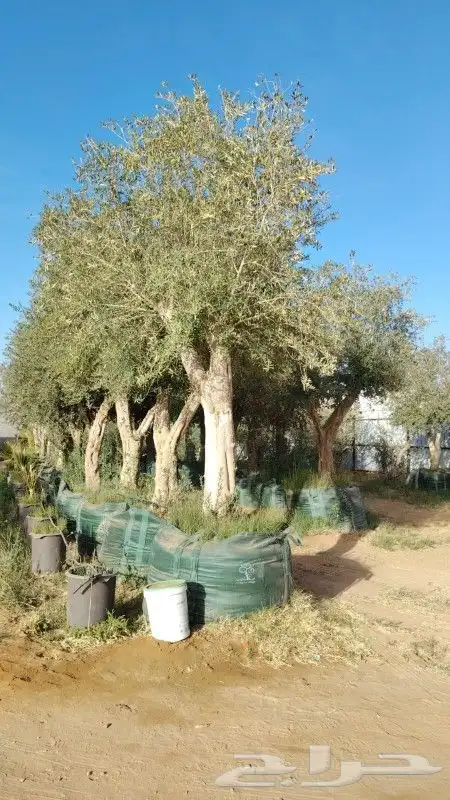 زيتون ونخل 1