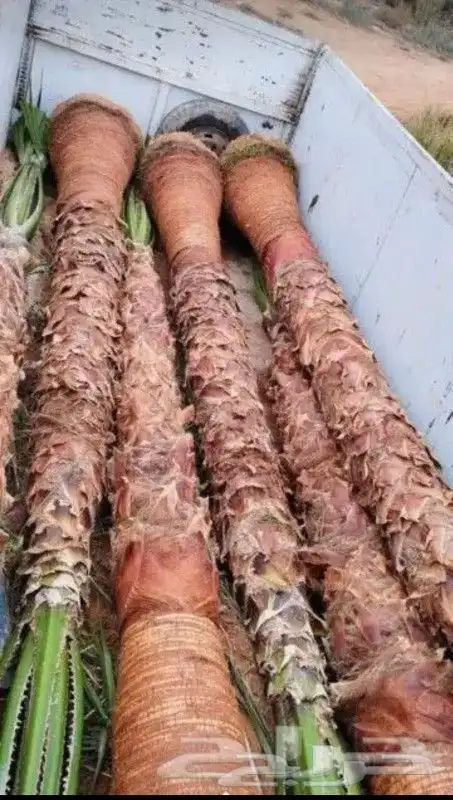 نخل واشنطنيا زينة بجميع المقاسات 9