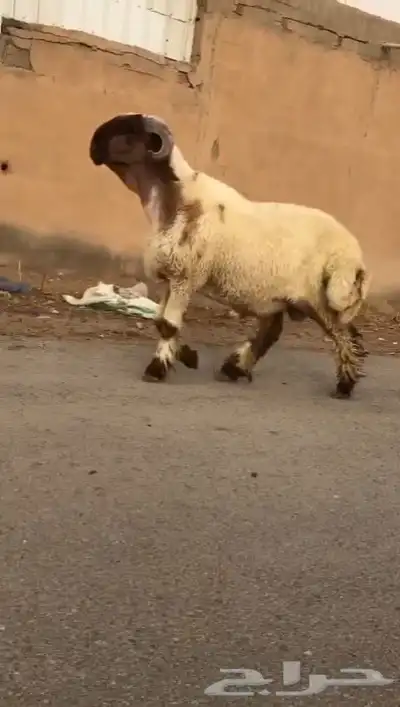 ثني نعيمي صنف فاخر للبيع 4