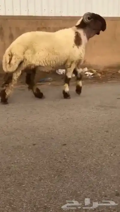 ثني نعيمي صنف فاخر للبيع 1