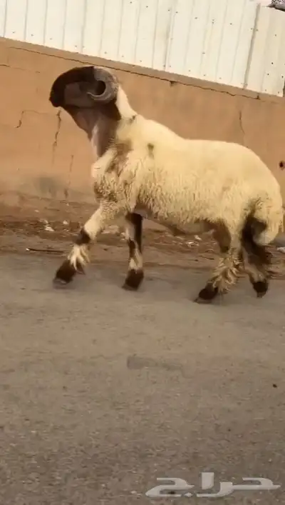 ثني نعيمي صنف فاخر للبيع 2