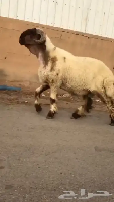 ثني نعيمي صنف فاخر للبيع 0