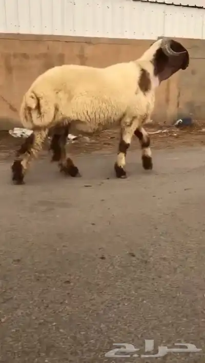 ثني نعيمي صنف فاخر للبيع 5