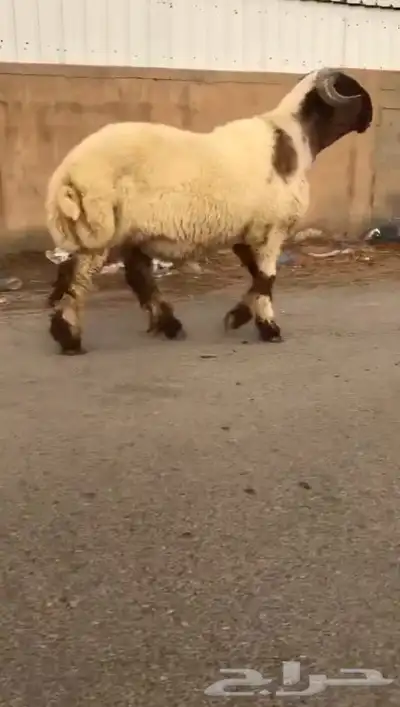 ثني نعيمي صنف فاخر للبيع 3