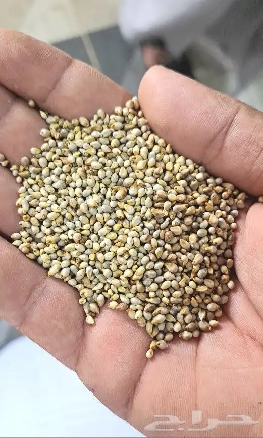 دخن خريف ابيض جبلي. 350وزن 50k 0