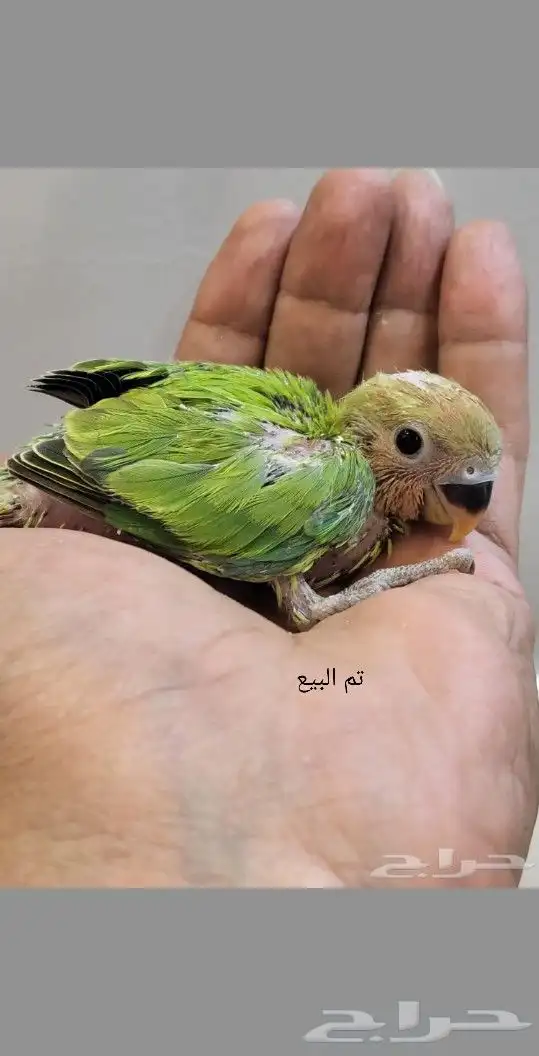 تم البيع 3