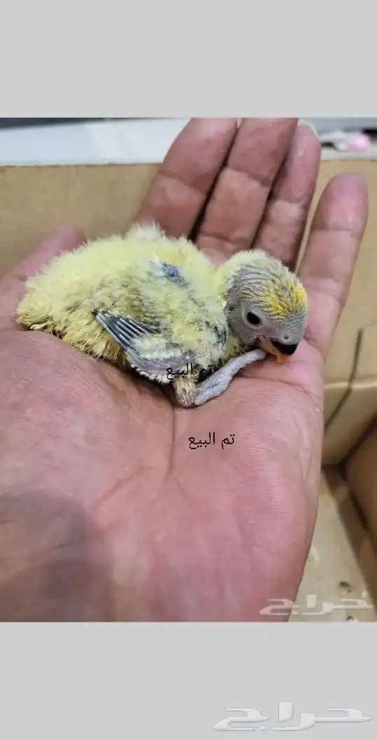 تم البيع 5