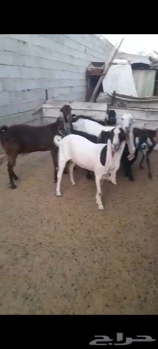 بيع معزا 1