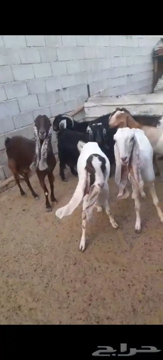 بيع معزا 5