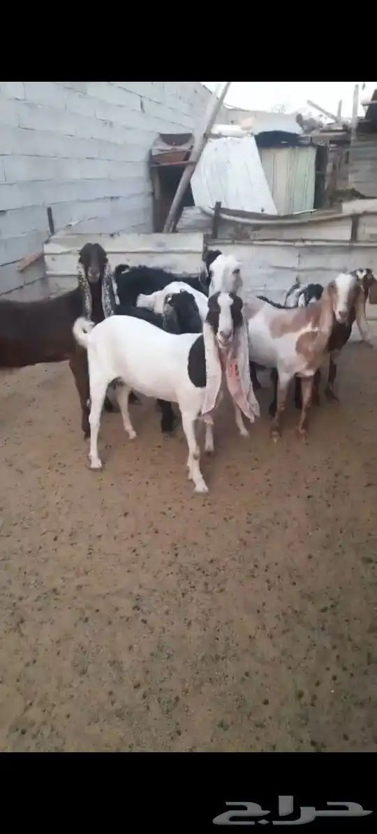 بيع معزا 0