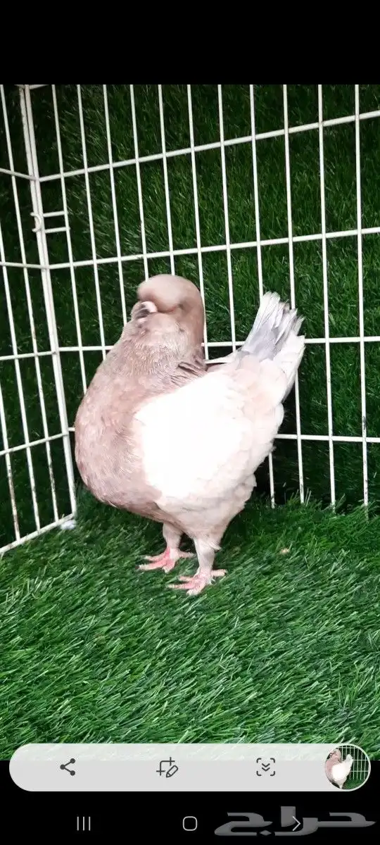 ذكر مودينا سوبر جامبو 1