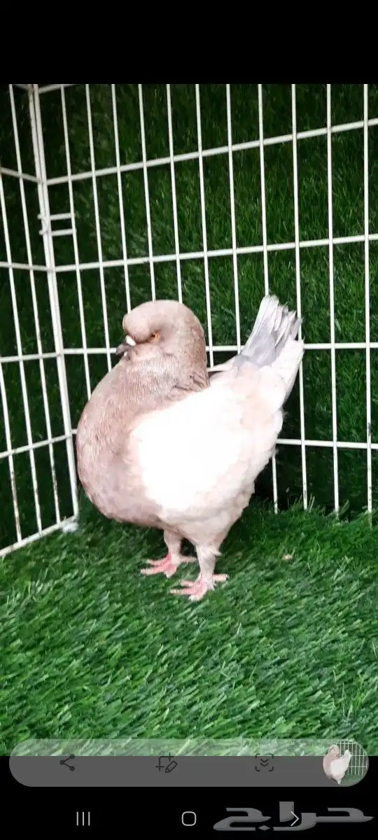 ذكر مودينا سوبر جامبو 0
