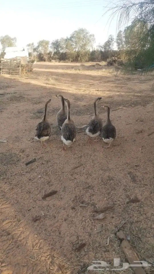 وز عراقي 1