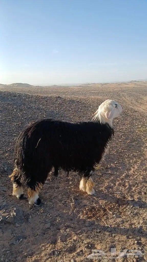 فحل نجدي للبيع 0