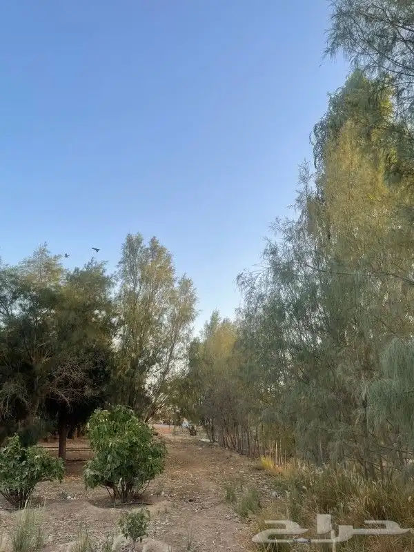 مزرعه اجار شهري سنوي 14
