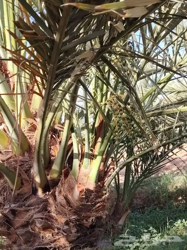 فصايل صنيه نخل للبيع مثمر برني العيص برني العلا عجوه المدنيه 3