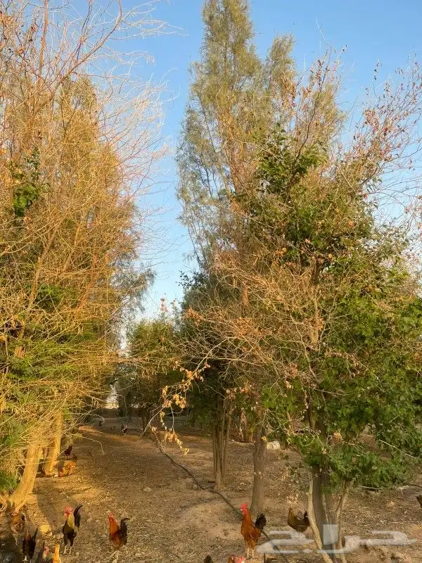 مزرعه اجار شهري سنوي 11
