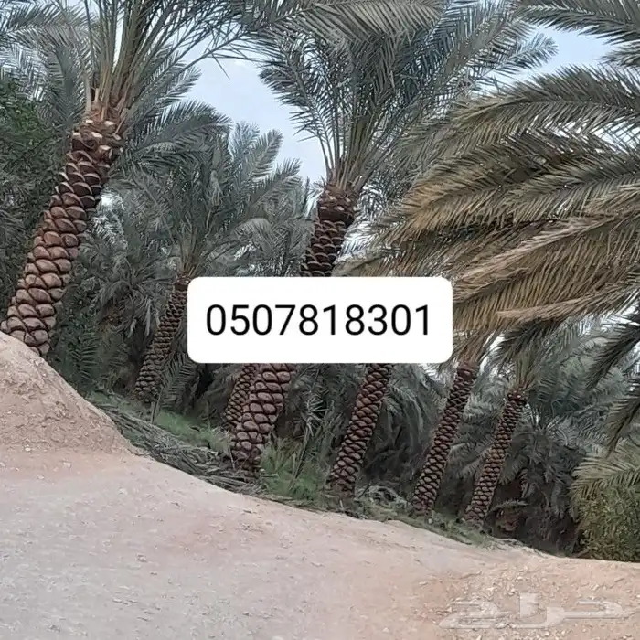 تكريب النخيل 4