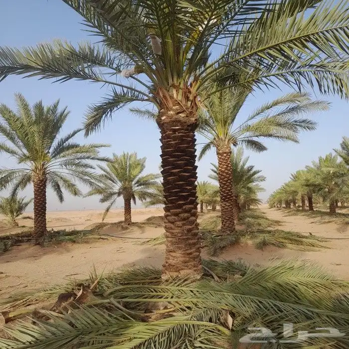 تكريب النخيل 5