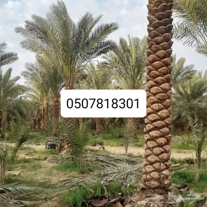 تكريب النخيل 2