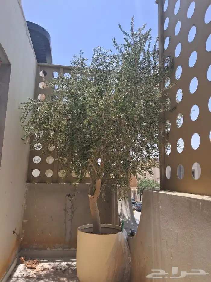 زيتون مثمر نيبالي ونخيل عربي 9