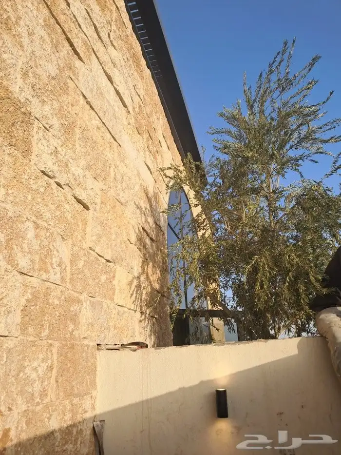 زيتون مثمر نيبالي ونخيل عربي 0