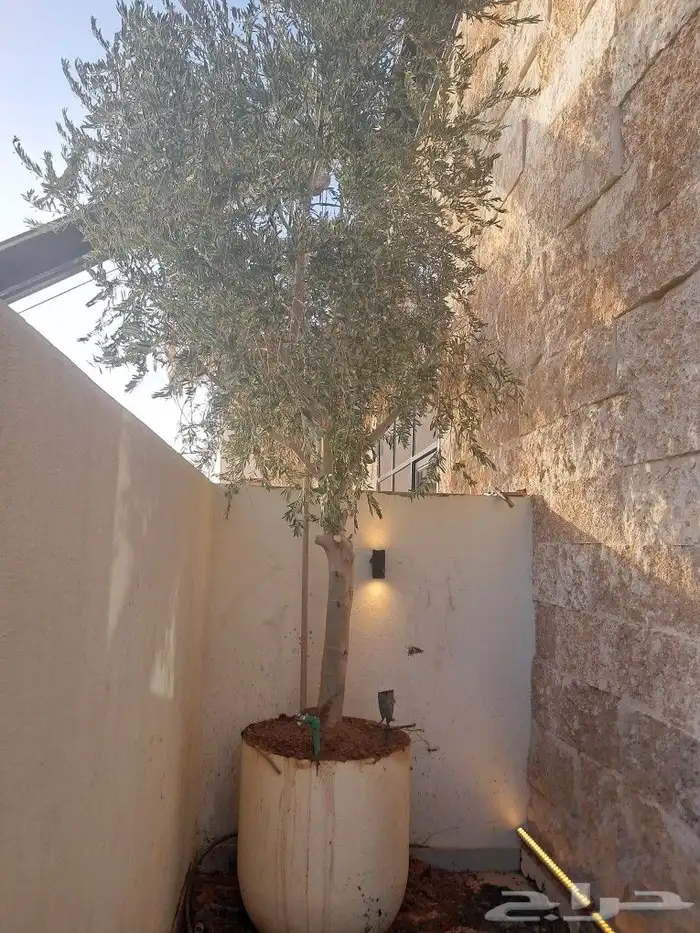 زيتون مثمر نيبالي ونخيل عربي 5