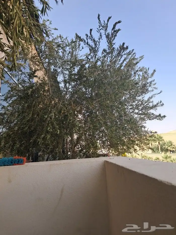 زيتون مثمر نيبالي ونخيل عربي 7