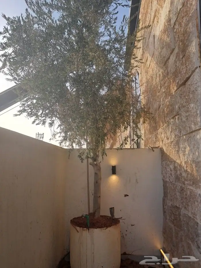 زيتون مثمر نيبالي ونخيل عربي 1