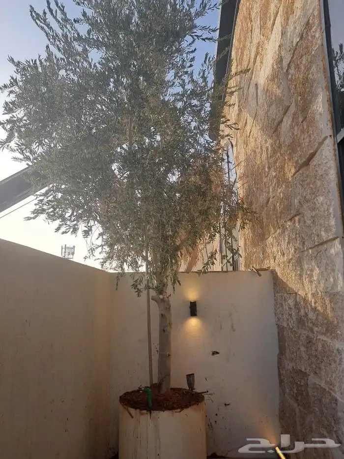 زيتون مثمر نيبالي ونخيل عربي 4