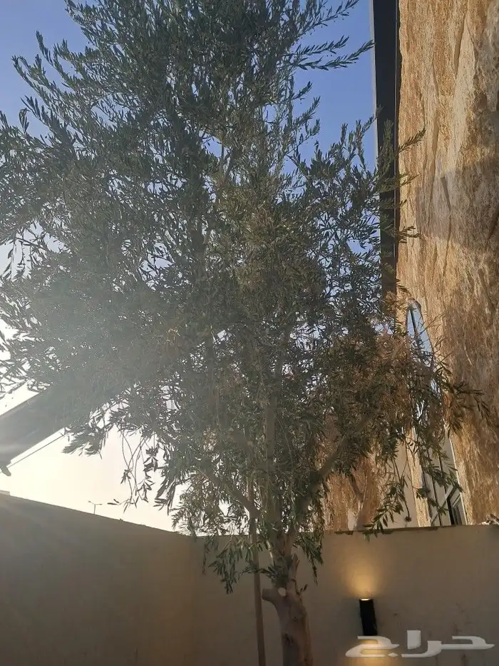 زيتون مثمر نيبالي ونخيل عربي 3