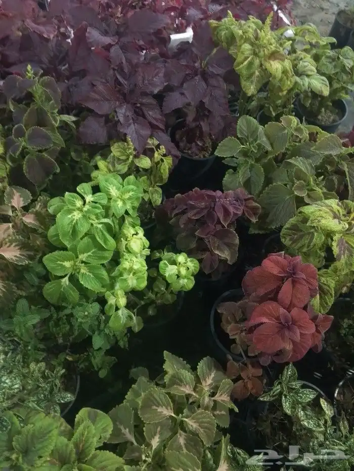 تنسيق الحدائق وتقريبا النخيل وسباكه الحدائق وخدمات الزراعه 5