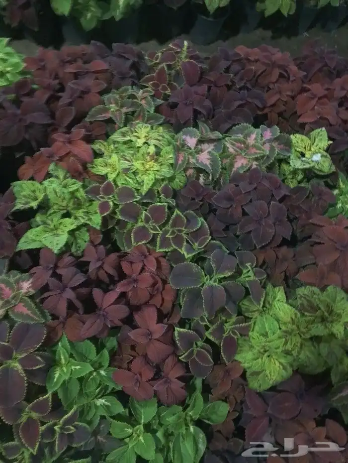 تنسيق الحدائق وتقريبا النخيل وسباكه الحدائق وخدمات الزراعه 3