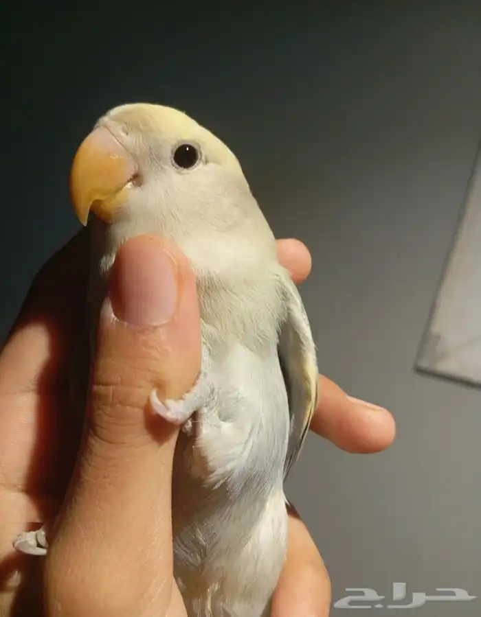 روز اليف ب100 تم البيع 1