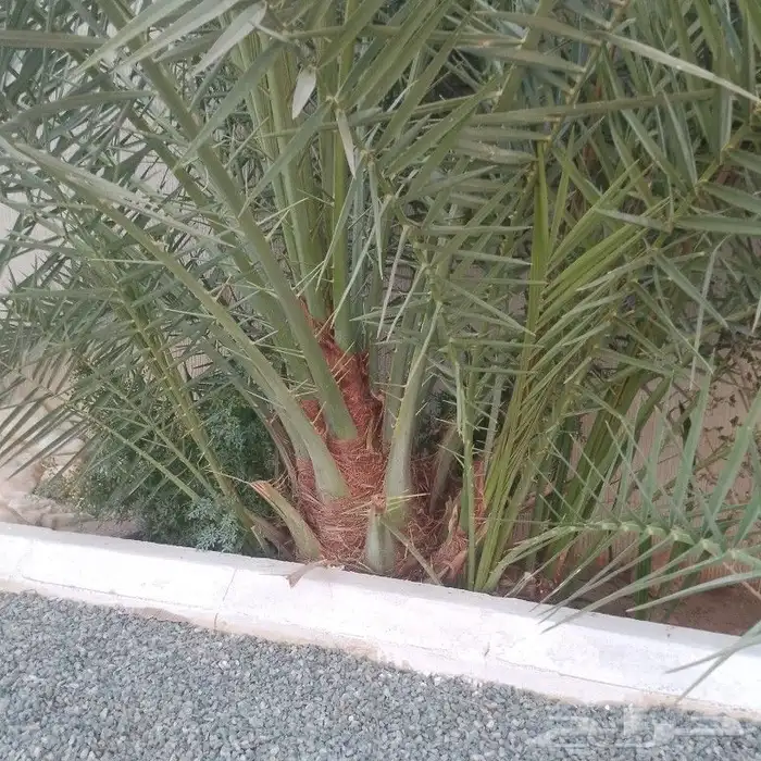 نخلة نبوة سيف عليها خمس من الجثيث 0