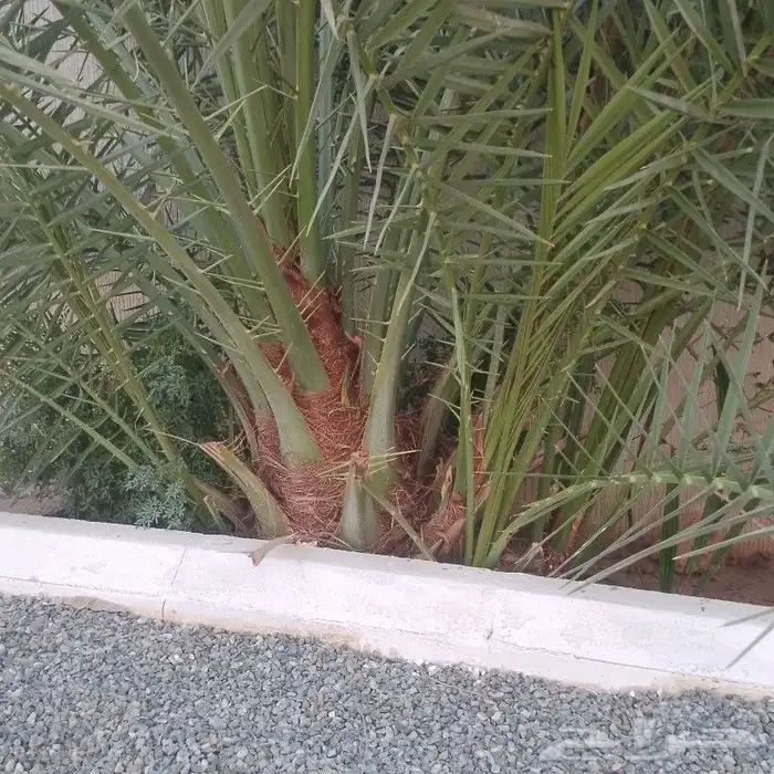 نخلة نبوة سيف عليها خمس من الجثيث 1