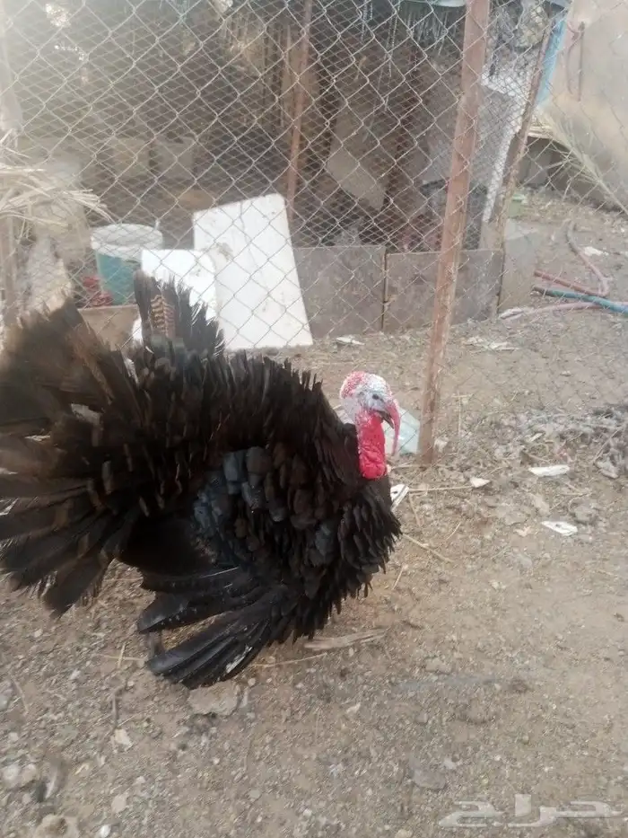 ديك رومي عمره 6 شهور 3