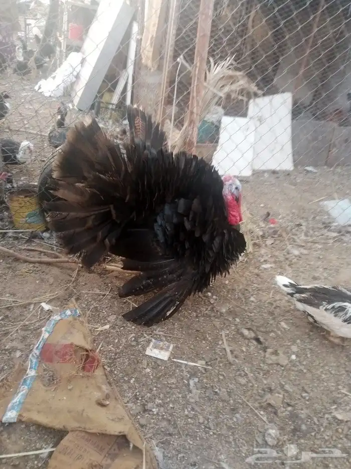 ديك رومي عمره 6 شهور 1