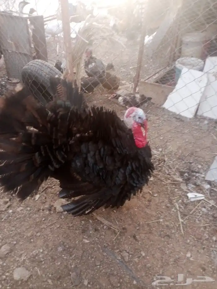 ديك رومي عمره 6 شهور 0