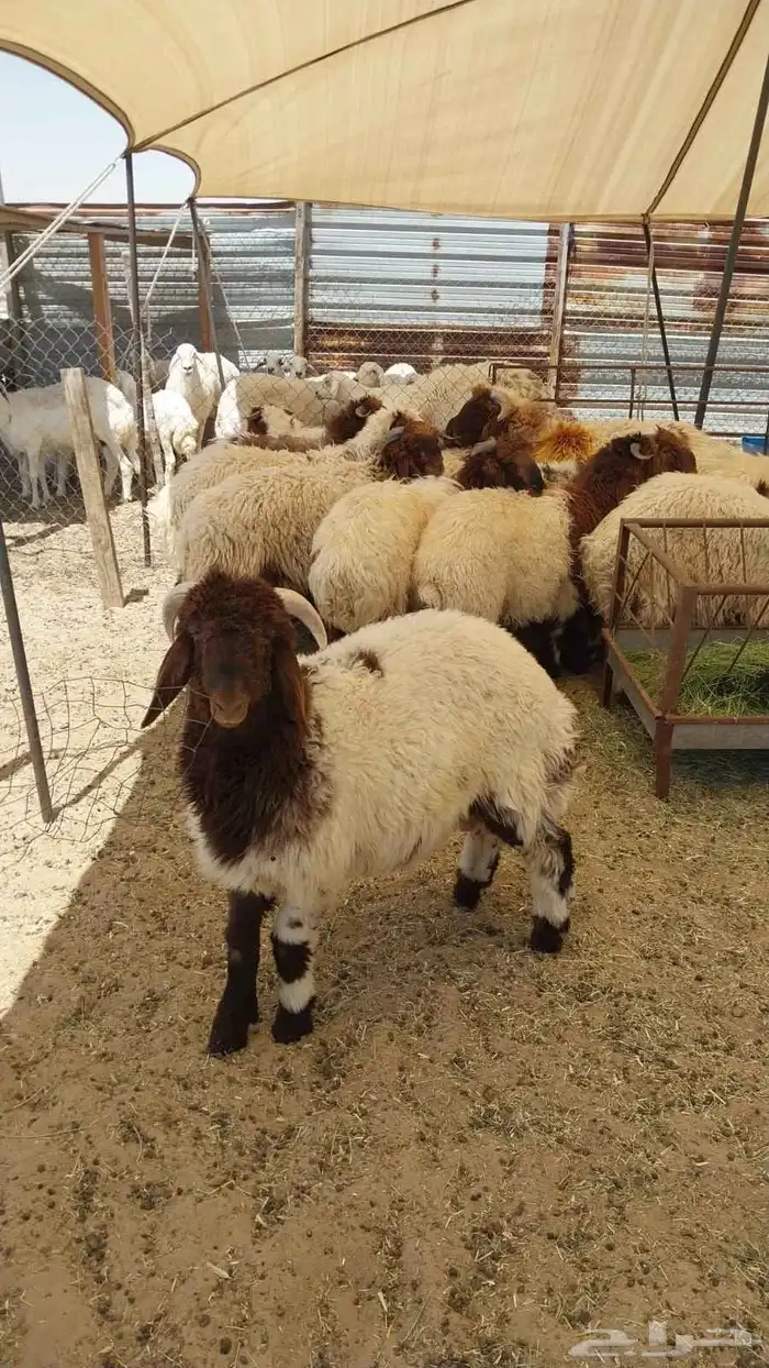 ذبايح نعيم 1