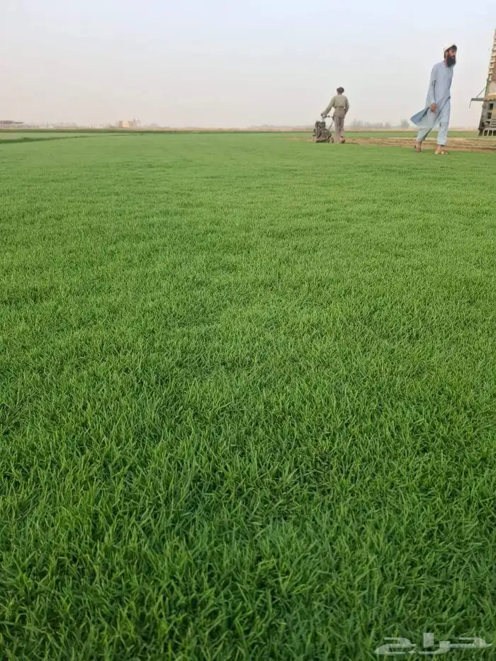 تيل سي 2000 صافي وطبيعي جراده قولي مزرعه الخرج 1