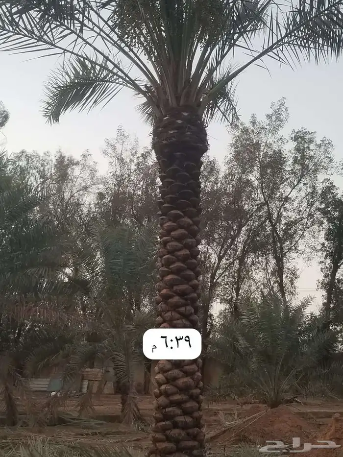 يوجد لدينا نخيل تكريب هلال جميع انواع المقاسات متوفره 0