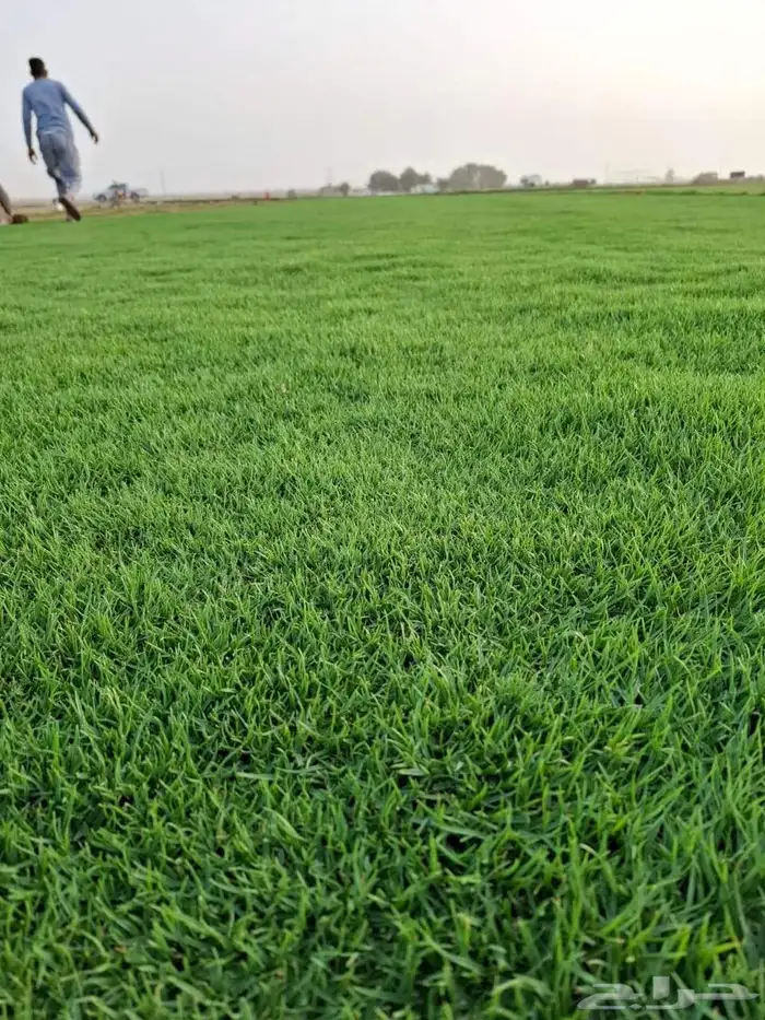 تيل سي 2000 صافي وطبيعي جراده قولي مزرعه الخرج 2