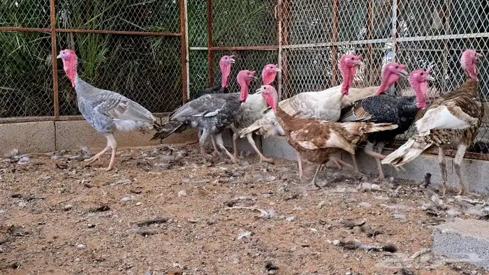 ديوك رومي سوبر جامبو للذبح 4