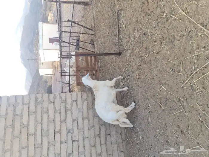 السلام عليكم. للبيع خروف ماشالله تبارك. مقفل شحم ولاحم 0