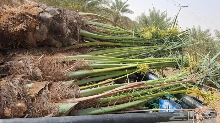 النخل البيع متواجد برياض وضواحيها المزحميه 1