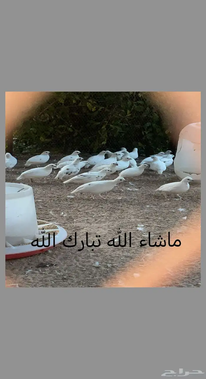 فروخ سمان بوب وايت ابيض وابرق 0